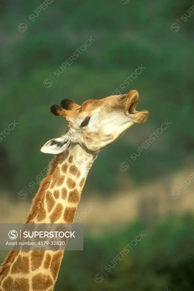 Giraffe (Giraffa camelopardalis)Itala Game Reserve,KwaZulu-Natal,S.Afr.