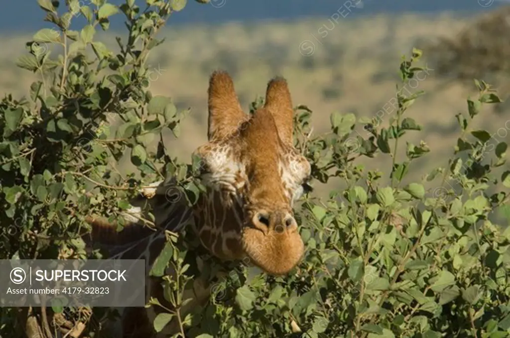 Reticulated giraffe-head shot, Lewa Downs, Kenya