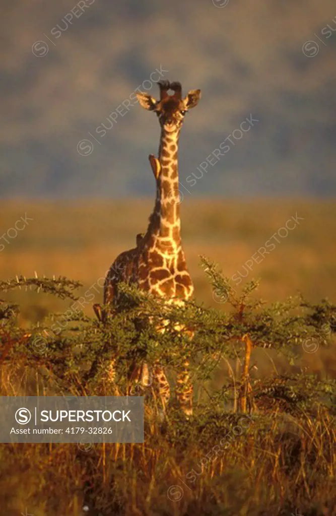 Maasai Giraffe Calf (Giraffa camelopardus tippleskirchi) Mara, Kenya