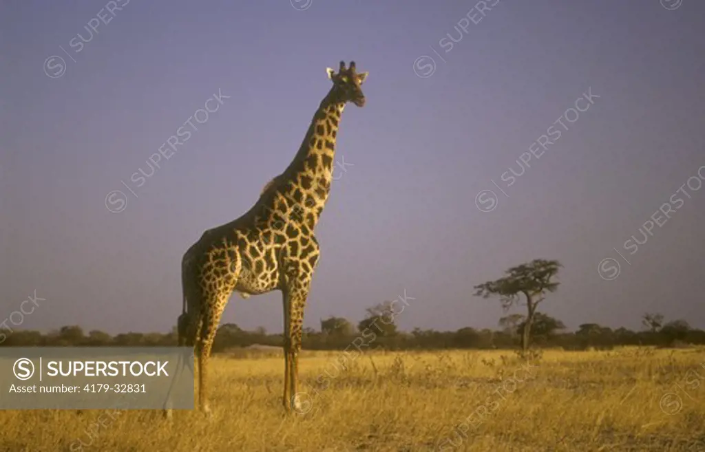 Giraffe (Giraffa camelopardalis) Zimbabwe