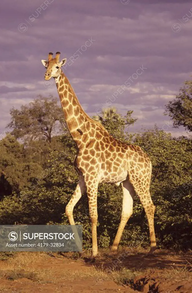 Giraffe (Giraffa camelopardalis) South Africa