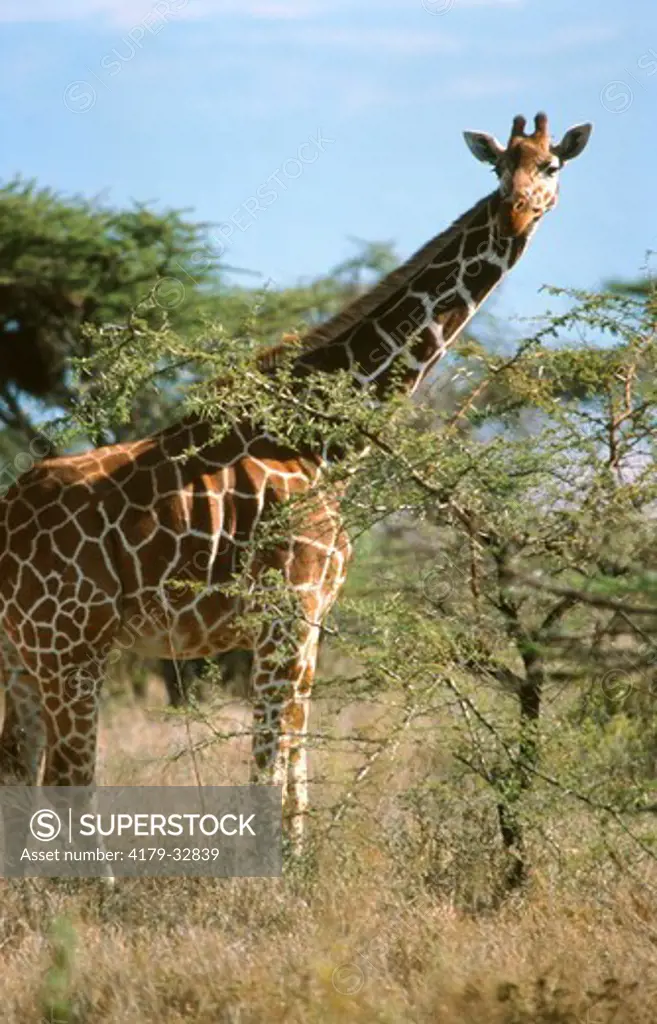Reticulated Giraffe (Giraffa camelopardalis reticulata) Lewa Downs Kenya
