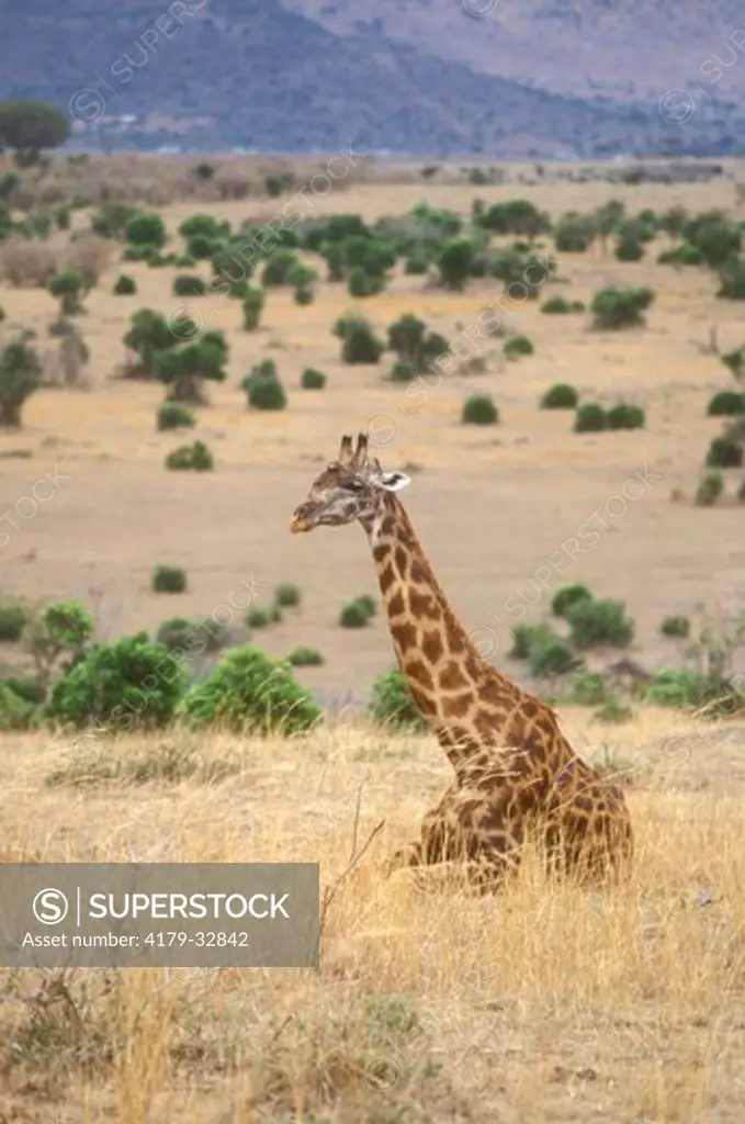 Masai Giraffe, Masai Mara GR, Kenya (Giraffa c. tippelskirchi)