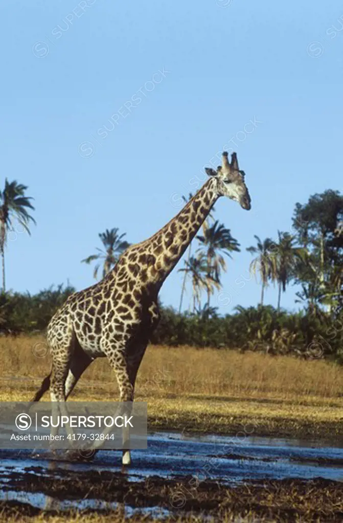 Giraffe  (Giraffa camelopardalis) Okavango Delta, Botswana