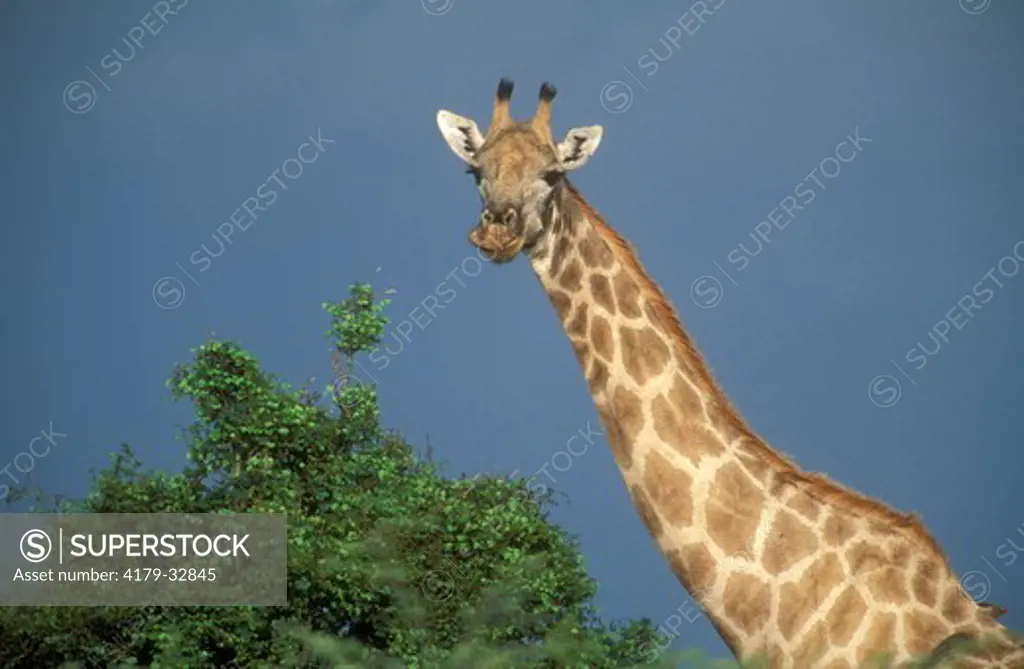 S. Giraffe (Giraffa camelopardalis), Okavango Delta, Botswana