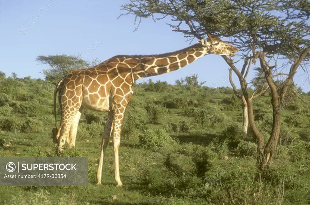 Reticulated Giraffe (G. c. reticulata), Samburu GR, Kenya