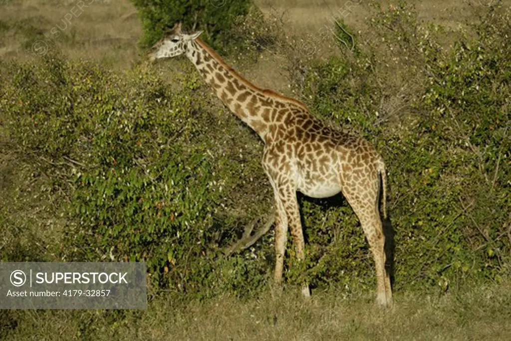 Massai Giraffe (Giraffa c. tippelskirchi), Masai Mara, Kenya, adult