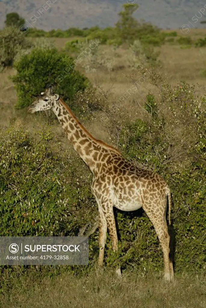 Massai Giraffe (Giraffa c. tippelskirchi), Masai Mara, Kenya, adult