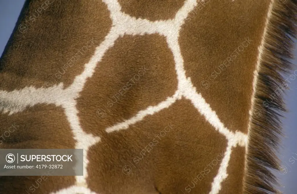 Skin on Neck of Reticulated Giraffe (Giraffa camelopardalis reticulata) Africa
