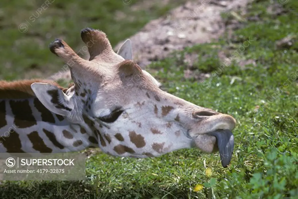Giraffe, tongue (Giraffa camelopardalis) Africa
