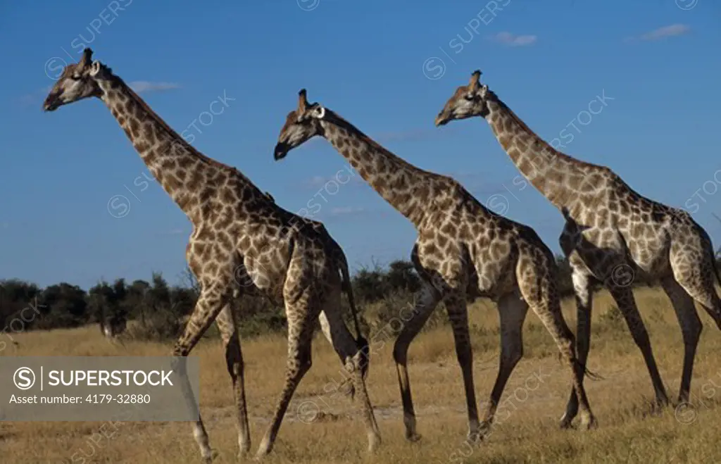 Three Giraffes walking (Giraffa camleopardalis) Hwange - Zimbabwe