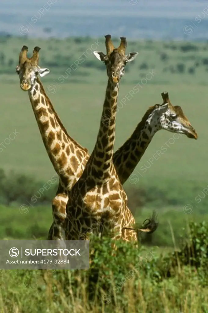 Three Giraffe (Giraffa camelopardalis), Masai Mara GR, Kenya raffe