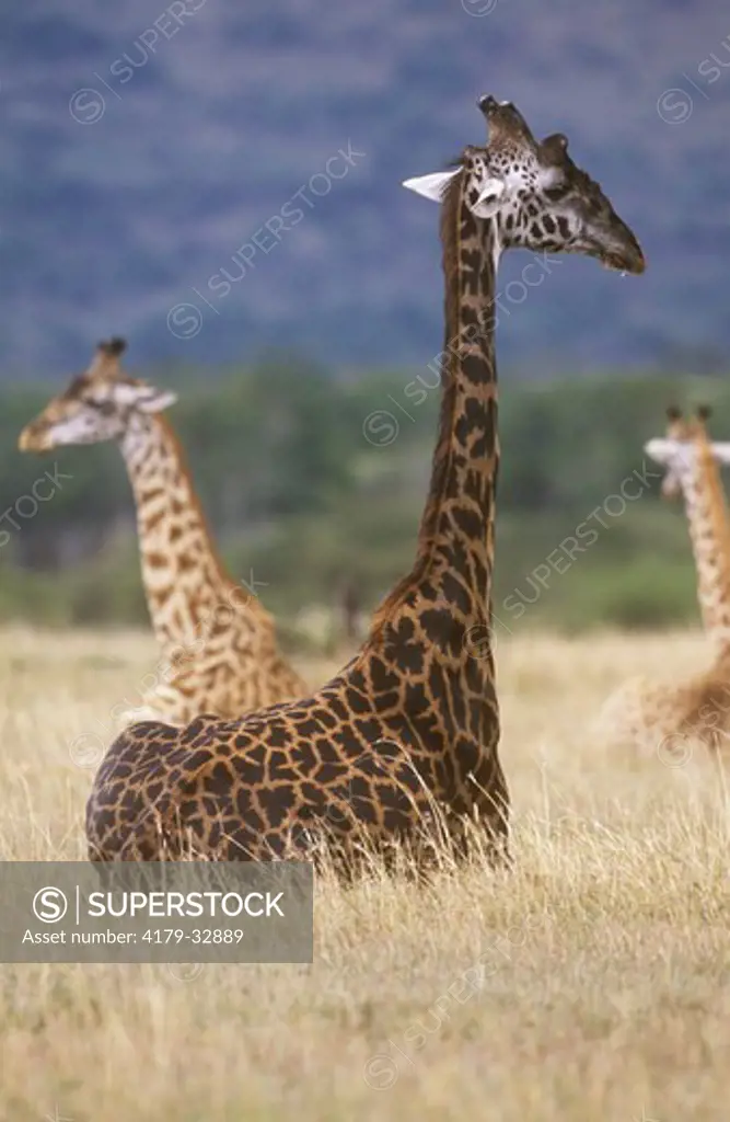 Maasai Giraffe resting (Giraffa c. tippelskirchi), Maasai Mara, Kenya