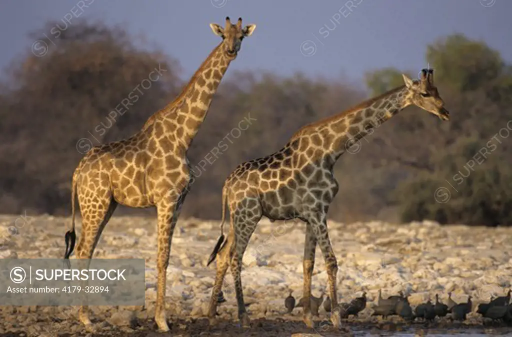 Two Giraffe (Giraffa camelopardalis angolensis) Etosha Pan, Namibia