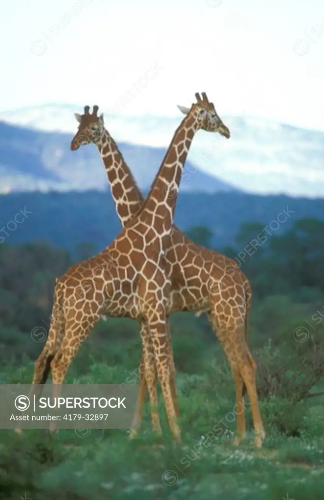Pair of Reticulated Giraffe (G. c. reticulata), Samburu Game Reserve, Kenya