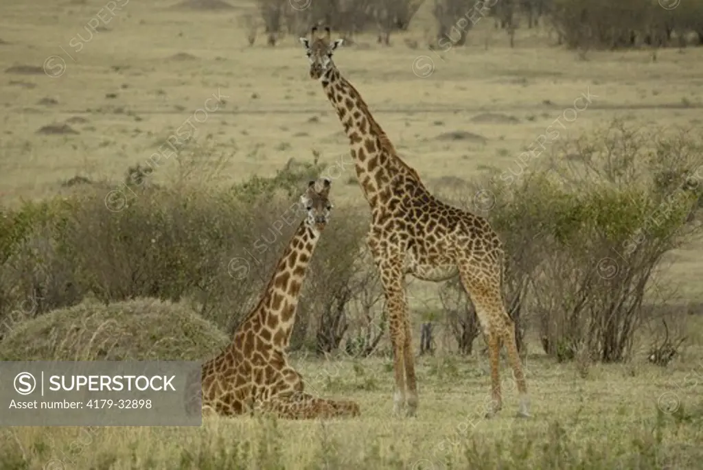 Masai Giraffe (Giraffa c. tippelskirchi), Masai Mara, Kenya