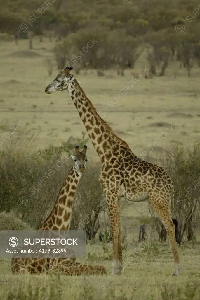 Masai Giraffe (Giraffa c. tippelskirchi), Masai Mara, Kenya, Adults