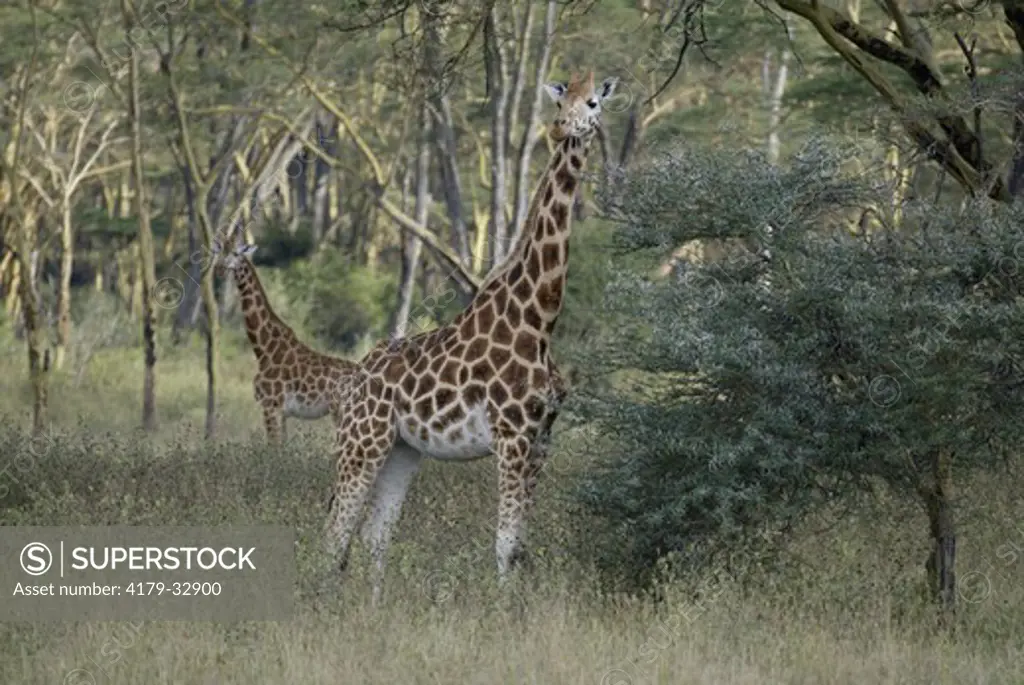 Rothschild's Giraffe (Giraffa c. rothschildi), adults, Lake Nakuru, Kenya