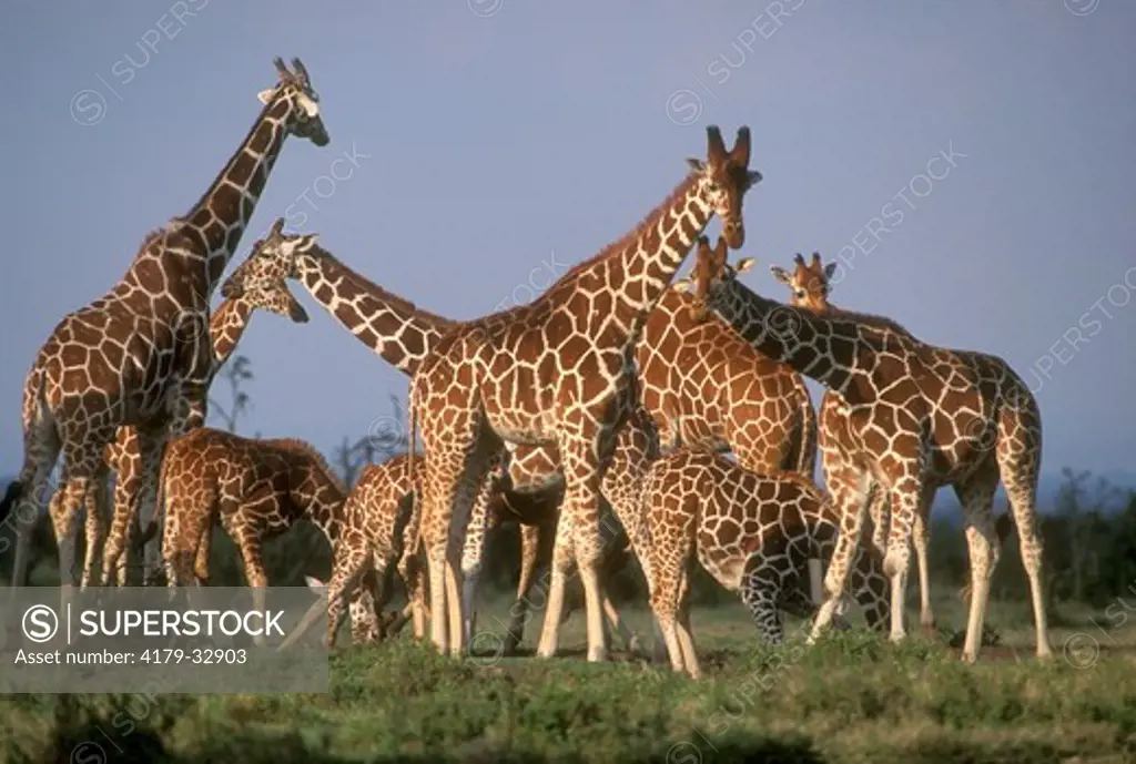 Maasai Giraffe (Giraffa camelopardalis tippleskirchi) Sweetwaters, Kenya
