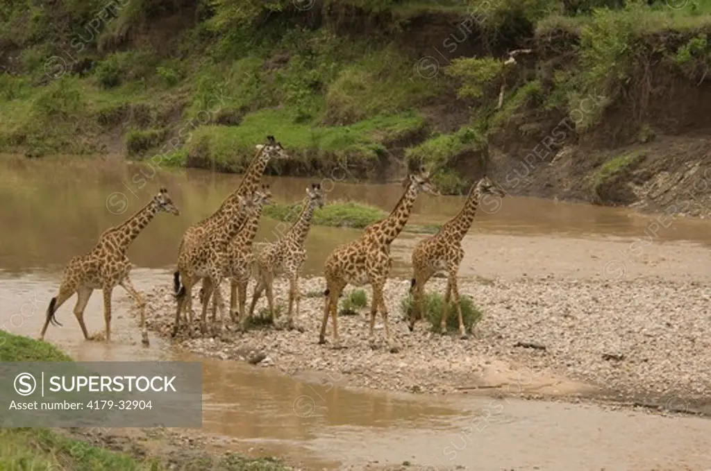 Giraffes on gravel bar in middle of river, Masai Mara Natl Reserve, Kenya