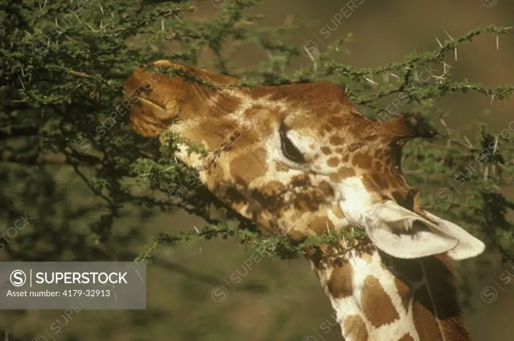 Reticulated Giraffe  (Giraffa camelopardalis reticulata) Samburu GR, Kenya