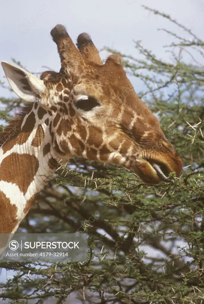 Reticulated Giraffe (Giraffa camelopardalis) eating, Samburu, Kenya