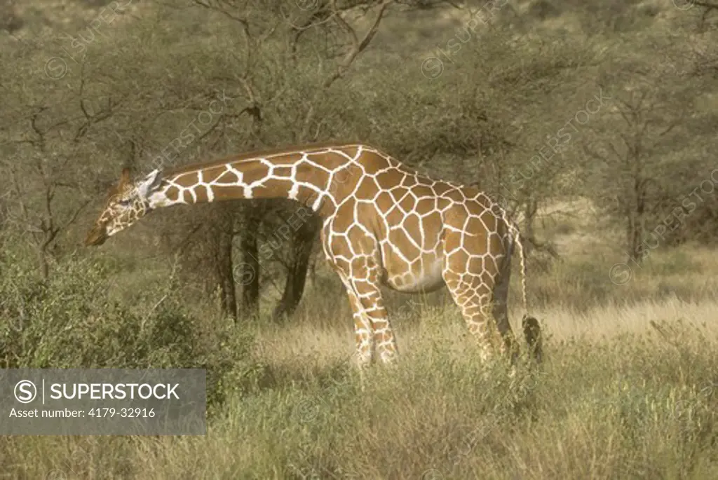Reticulated Giraffe browsing (G. c. reticulata), Samburu GR, Kenya