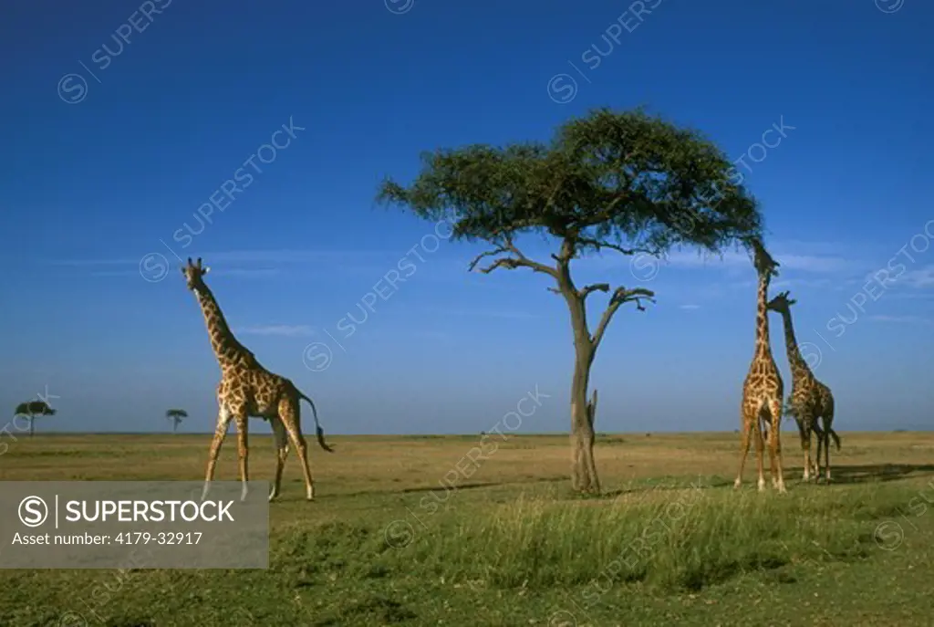 Maasai Giraffes Feeding (Giraffa camelopardalis tippelskirchi) Mara, Kenya