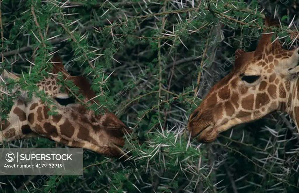 Reticulated Giraffes feeding (Giraffa camelopardalis reticulata), Samburu, Kenya