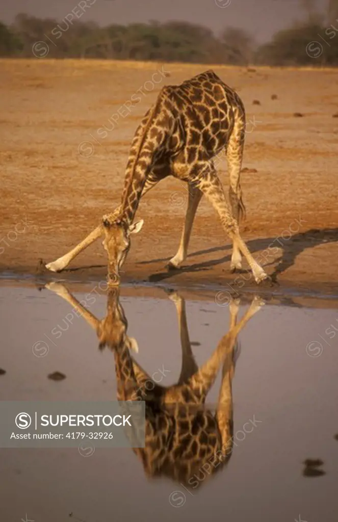 Giraffe bending to drink (Giraffa cameloparadalis), Hwange, Zimbabwe