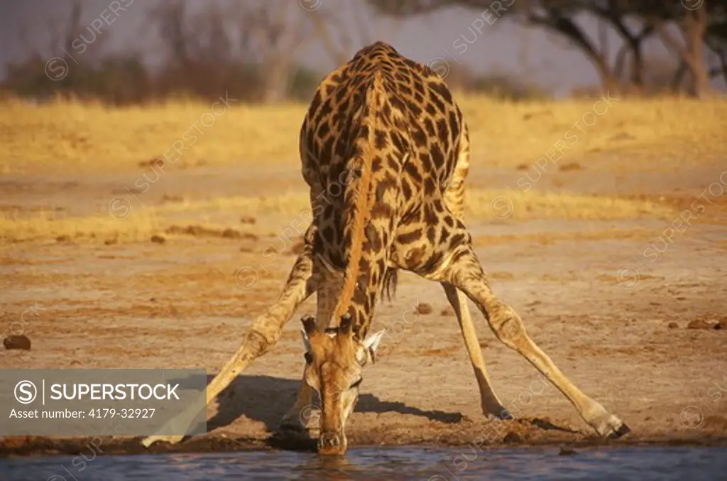 Giraffe (G. camelopardalis) bending down to drink, Hwange, Zimbabwe