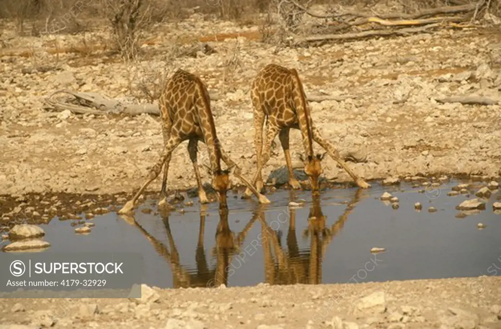 Southern Giraffe drinking (Giraffa camelopardalis giraffa), Namibia