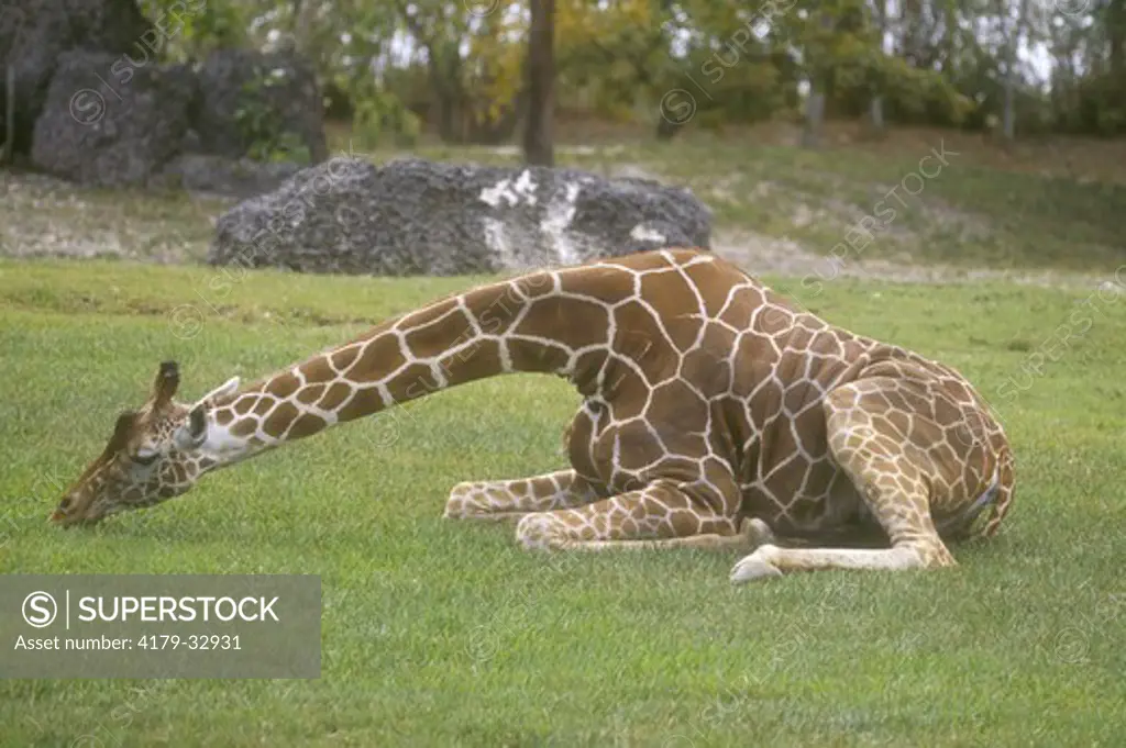 Reticulated Giraffe, female sitting and eating Grass, Metro Zoo, FL (Giraffa camelopardalis)