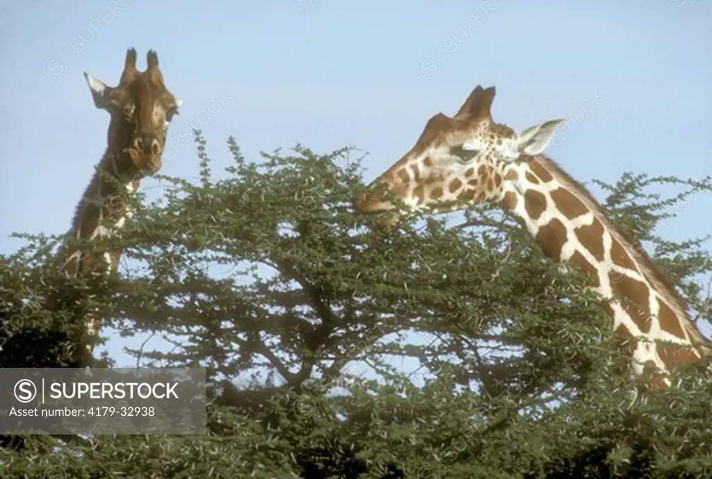 Reticulated Giraffe (Giraffa camelopardalis) Samburu GR/Kenya, Africa