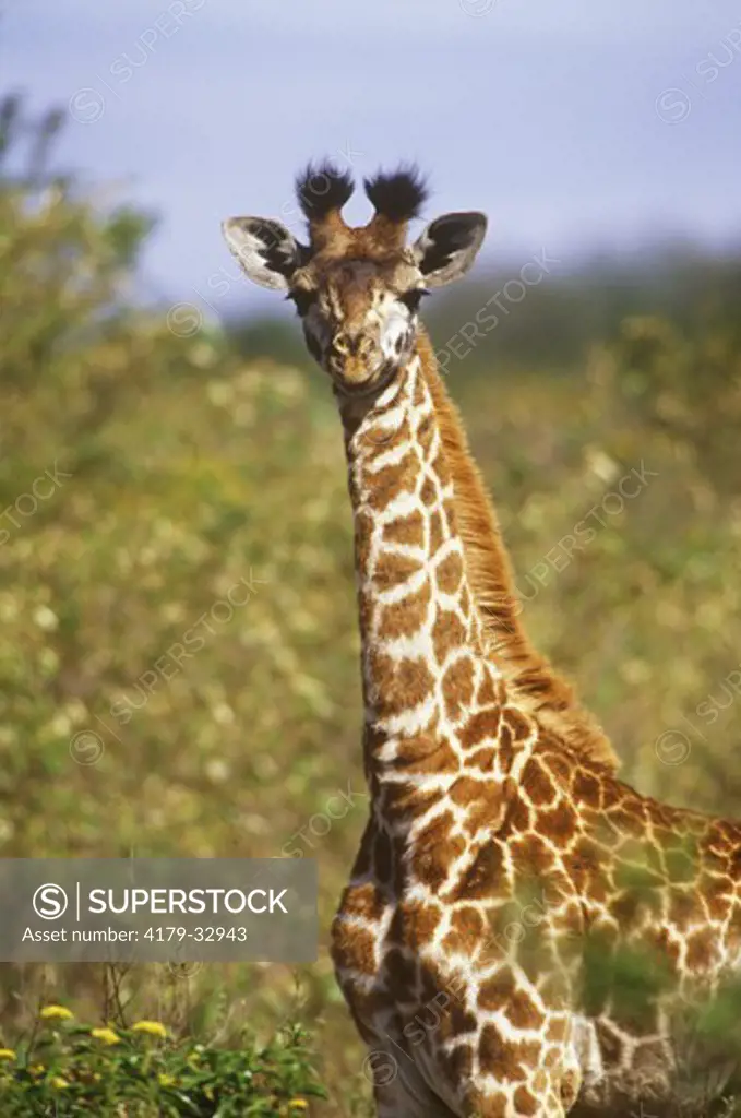 Young Masai Giraffe (G. c. tippelskirchi), Nairobi N.P., Kenya