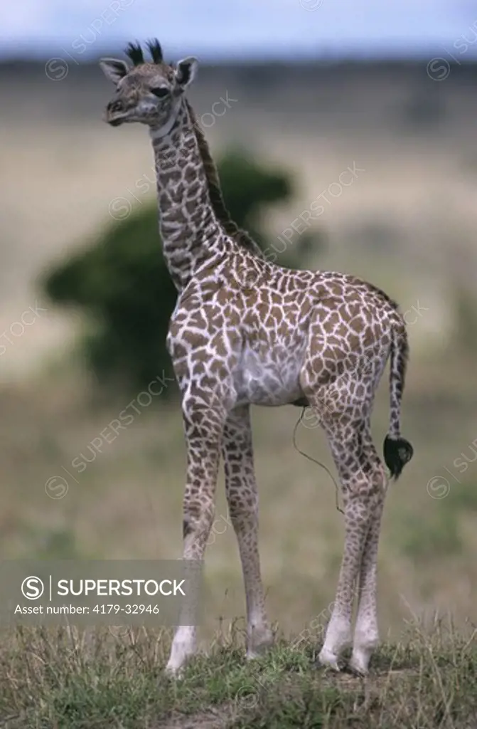 Masai Giraffe Baby (Giraffa camelopardalis) Masai Mara GR, Kenya