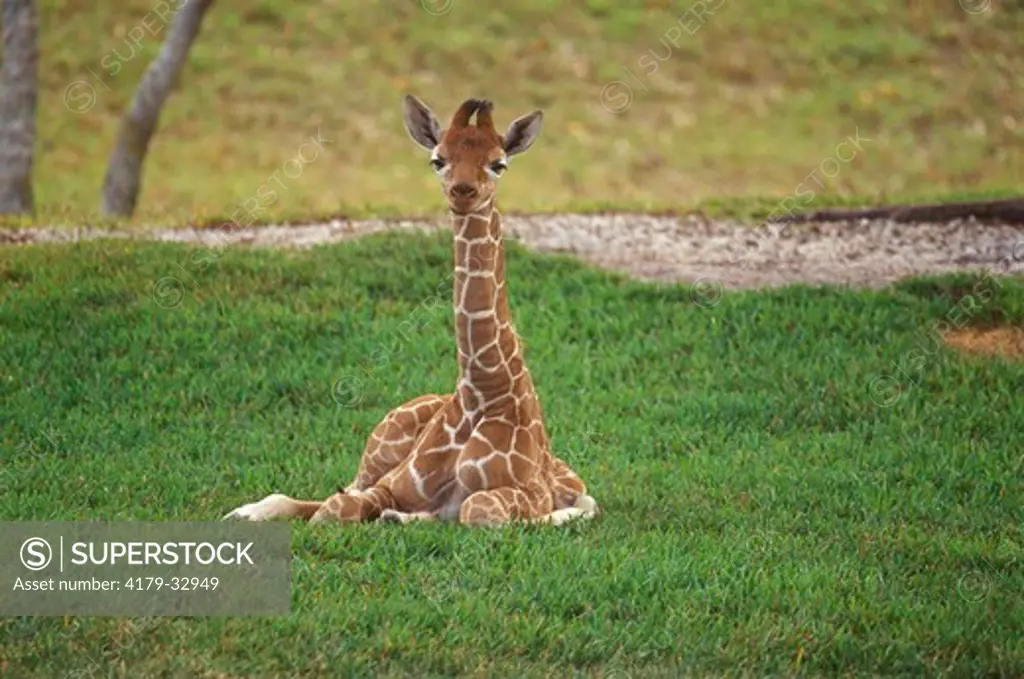 Baby Reticulated Giraffe, 4 1/2 Days old (Giraffa camelopardalis), Metro Park Zoo, FL
