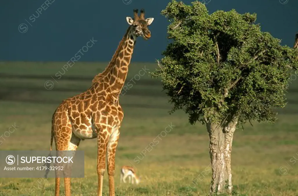 Maasai Giraffes Calf (Giraffa camelopardalis tippelskirchi) Mara Kenya