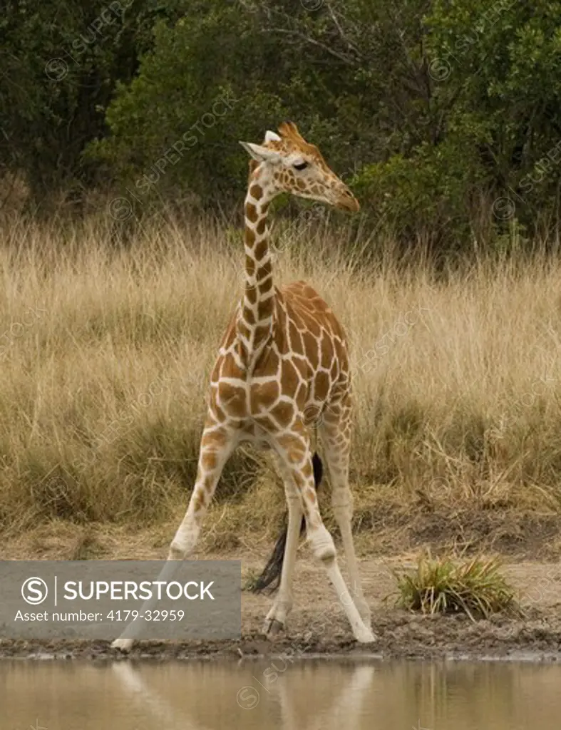 Reticulated Giraffe by waterhole, Sweetwaters Camp, Kenya