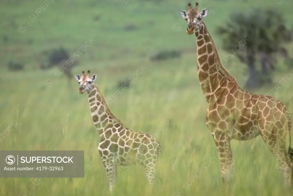 Rothschild's Giraffe (Giraffa camelopardalis) Murchinson Falls Pk./Uganda