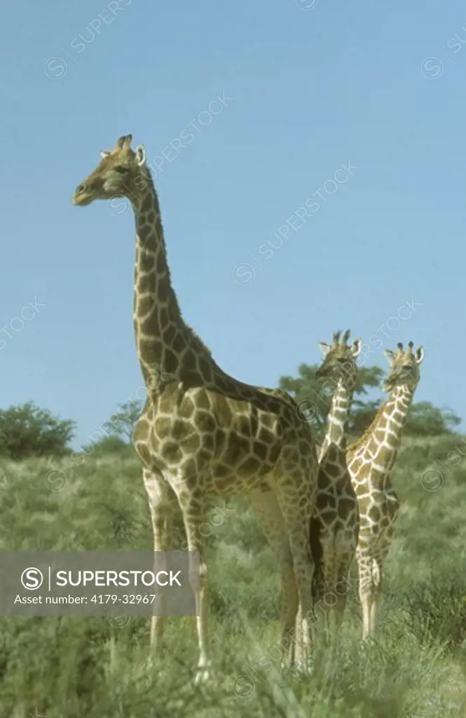 Giraffe with Twins (Giraffa camelopardalis)