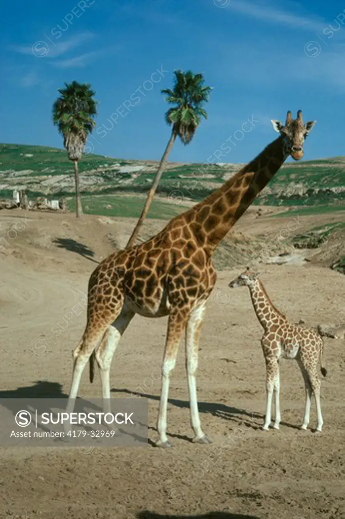 Giraffe W/ YOUNG (Giraffa camelopardalis)