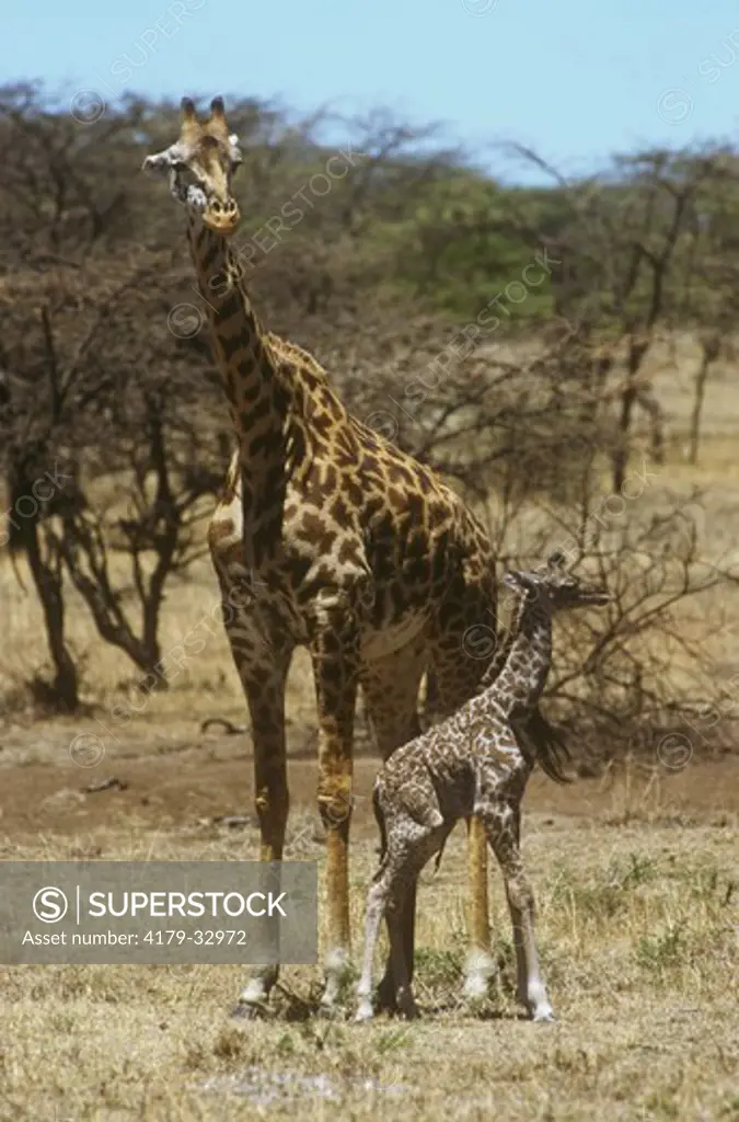 Masai Giraffe Mom & Newborn (Giraffa camelopardalis) Kenya