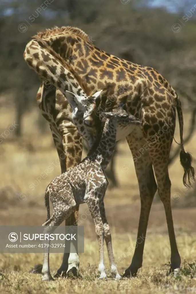Masai Giraffe Mom & Newborn (Giraffa camelopardalis), Kenya