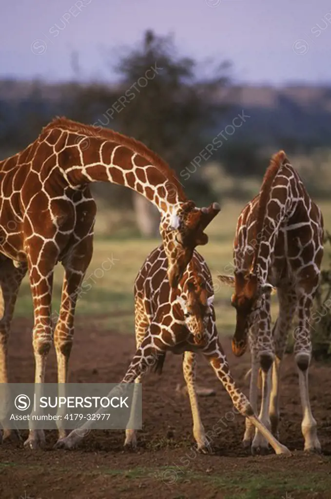 Masai Giraffe (Giraffa camelopardus), with young,  licking salt, Mara, Kenya
