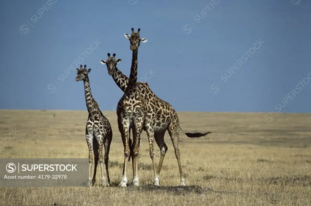 Masai Giraffe (Giraffa camelopardus tippleskirchi) Mara, Kenya