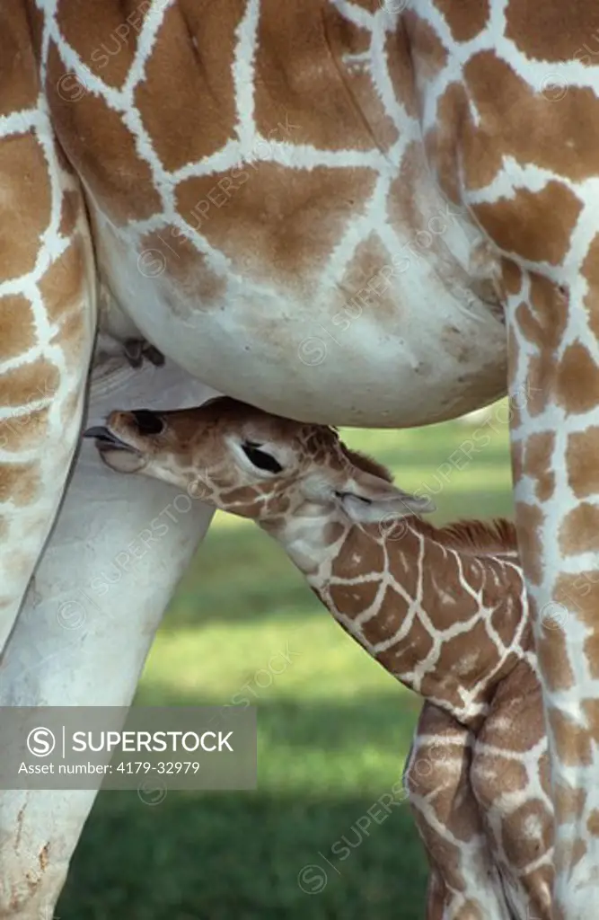 Reticulated Giraffe & Baby (Giraffa camelopardalis) Busch Gardens, Tampa, FL