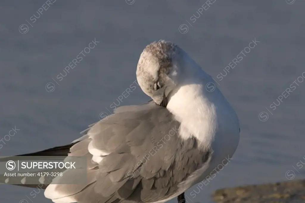 Laughing Gull (Larus atricilla) Marco island,Fl
