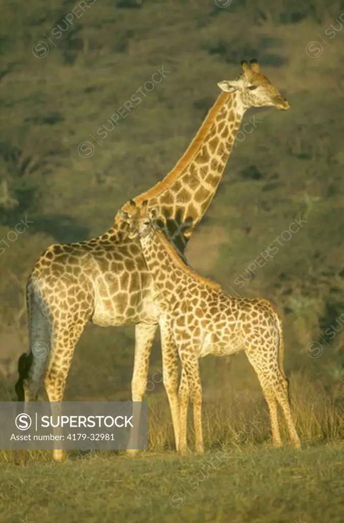 Giraffe adult w/ young (Giraffa camelopardalis)  KwaZulu-Natal Midlands, S Af