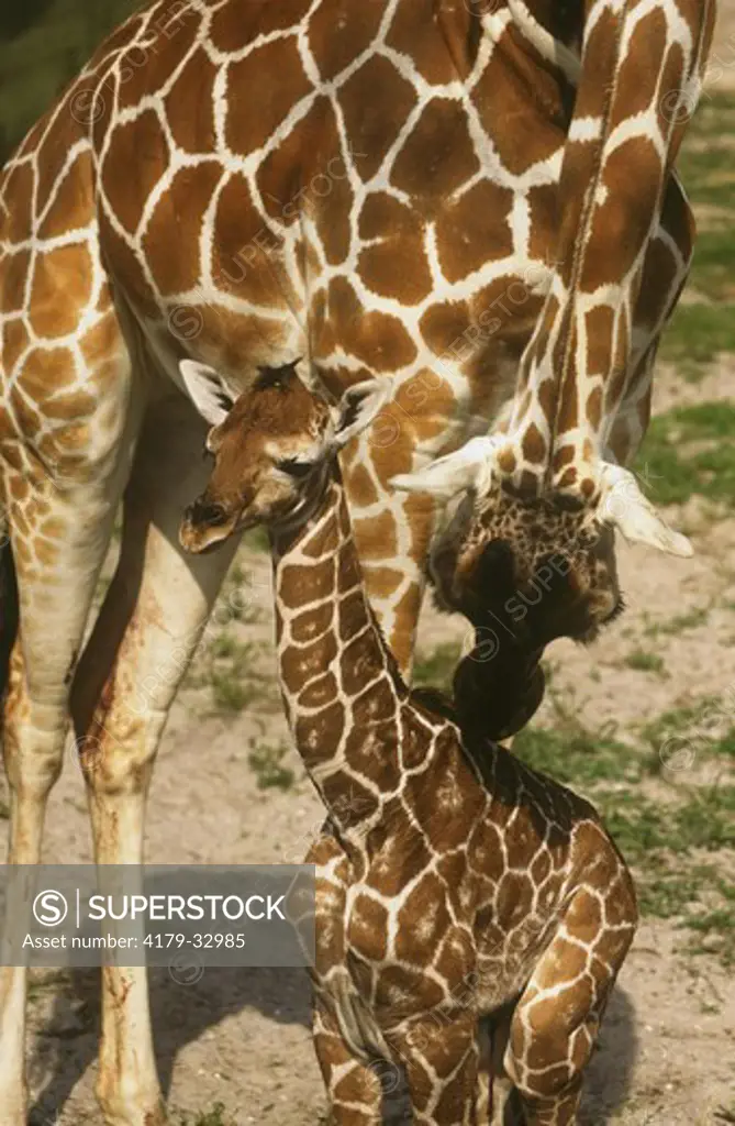 Reticulated Giraffe w/ newborn Busch Gardens - FL (Giraffa camelopardalis)